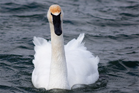 Trumpeter swan (Photo by NCC)