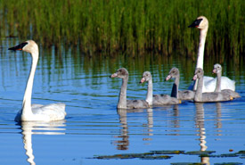 Cygne trompette (Photo de Karol Dabbs)