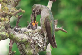 Sweetiebird feeds her chicks from one of the nests. (Video still from Eric Pittman)