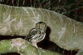 Western screech-owl (Photo by US Fish & Wildlife Service)