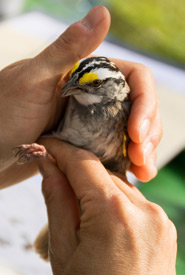 White-throated sparrow banding at Pelee Island Bird Observatory (Photo by Wendy Ho)