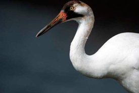 La grulla blanca (Foto de U.S. Fish and Wildlife Services/Flickr)