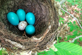 Wood thrush eggs (blue) with one brown-headed cowbird egg (Photo by Sue Hayes)