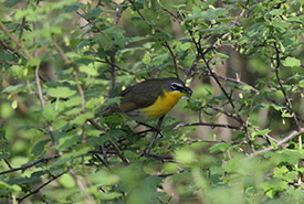 Listen for the raucous and bizarre calls of the yellow-breasted chat on the Stone Road Alvar, Stone Road Alvar-Krestel Parcel and Harris-Garno properties, owned and operated by NCC. (Photo by Mike Burrell)