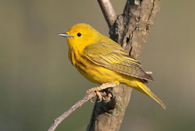 Yellow warbler (Photo by Wikimedia Commons)