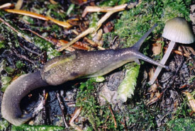 Dromedary jumping slug (Photo by Kristiina Ovaska)
