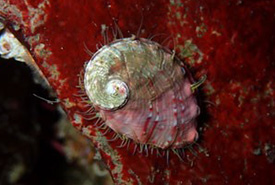 Pinto abalone (Photo by Kathleen R., CC-BY-NC)