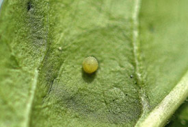 Monarch egg on a leaf (Photo by André Sarrazin)