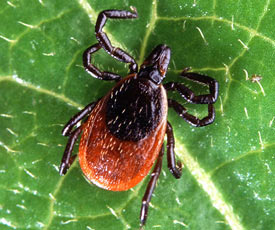 Adult deer tick (Photo by Scott Bauer/Wikimedia Commons)