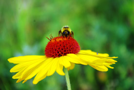 Bee on flower (Photo by NCC)