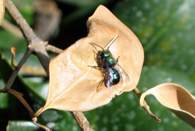 Blue orchard bee (Photo by Robert Engelhardt)