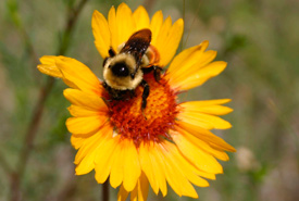 Bumblebee feeding on gaillardia flower (Photo by Diana Robson)