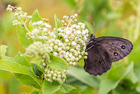 Butterfly count, Carden Alvar, ON (Photo by NCC)