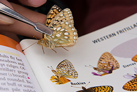 Identifying species at a CV butterfly count in Waterton (Photo by NCC)