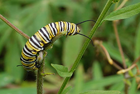 Chenille de papillon monarque (Photo de Luana Boulanger)
