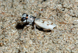 Ghost tiger beetle (Photo by Stephen A. Marshall)