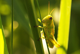 Grasshoppers impact the ecosystem above and below ground (Photo by Sean Feagan / NCC Staff)