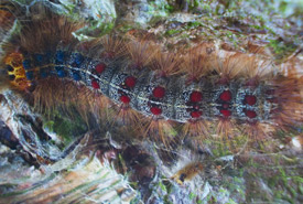 Spongy moth caterpillar (Photo by Ian Alexander/Wikimedia Commons) 