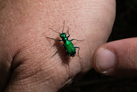 Six-spotted tiger beetle (Photo by Nicole Evelyn Senyi)