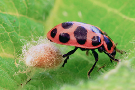 Ladybug protecting wasp cocoon (Photo by Rsbernard/Wikimedia Commons) 