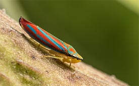 Leafhopper (Photo by Mariusz Dabrowski on Unsplash)