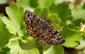 Male mottled duskywing (photo by Jessica Linton)