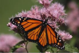 Monarch butterfly on Joe-pyeweed (Photo by NCC)