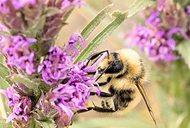 Bumble bee on dotted blazing star (Photo by Leta Pezderic/NCC staff)