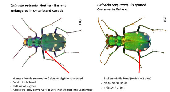 Northern barrens tiger beetle vs six spotted tiger beetle (Photo by Henri Goulet)