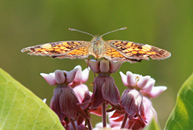 Pearl crescent, butterfly count, Rice Lake Plains, ON (Photo by NCC)