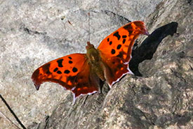 Question mark butterfly (Photo by Monica Seidel)