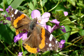Red admiral butterfly (Photo by NCC)