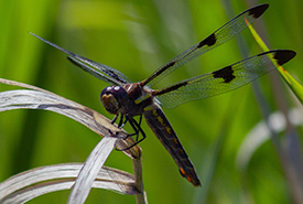 Twelve-spotted skimmer, dragonfly count, Minesing Wetlands, ON (Photo by NCC)