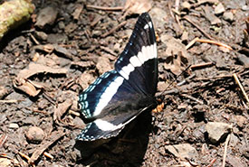 White admiral butterfly (Photo by Monica Seidel)
