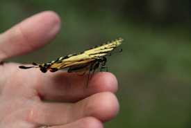 Easten tiger swallowtail (Photo by NCC)