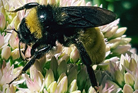American bumble bee (Photo by K.S. Gardener/iNaturalist) 