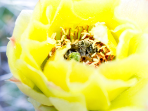 Native bee foraging in cactus flower (Photo by Sean Feagan/NCC staff)
