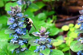 A bee pollinating a plant from the mint family (Photo by NCC)