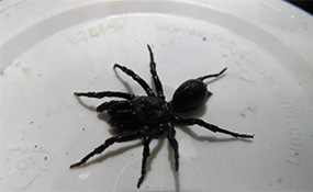 Black purse-web spider (Photo by Rob Craig, Ministry of Natural Resources and Forestry)