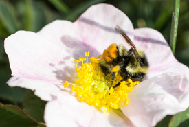 Bumblebee on rose (Photo by Sean Feagan/NCC staff)