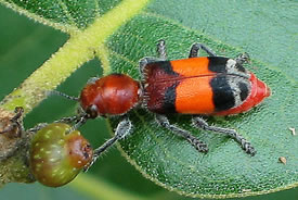 Checkered beetle (Photo by Lynette)