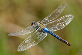 NCC: Small but mighty — Migrating green darner dragonflies