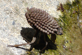 Giant water bug carrying eggs (Photo courtesy of Wikimedia Commons) 