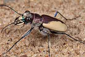 Gibson's big sand tiger beetle (Photo by Ted MacRae)