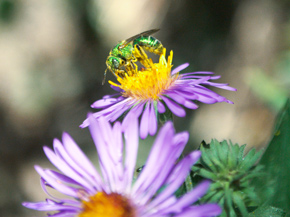 Green metallic bee foraging on aster (Photo by Sean Feagan / NCC staff)