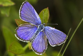Bleu mélissa mâle (photo tirée du site www.anorchardaway.com)