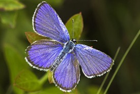 Karner blue male (Photo by www.anorchardaway.com)