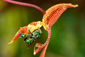 Orchid bee (Photo by Ruhr-Universitaet-Bochum)