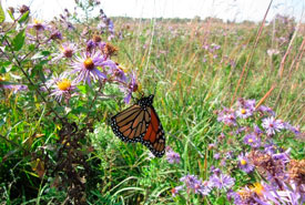 Monarch butterflies are one of the many species at risk that thrive in tall grass habitat. (Photo by Heather Cray)