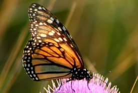 Monarch butterfly (Photo by NCC)